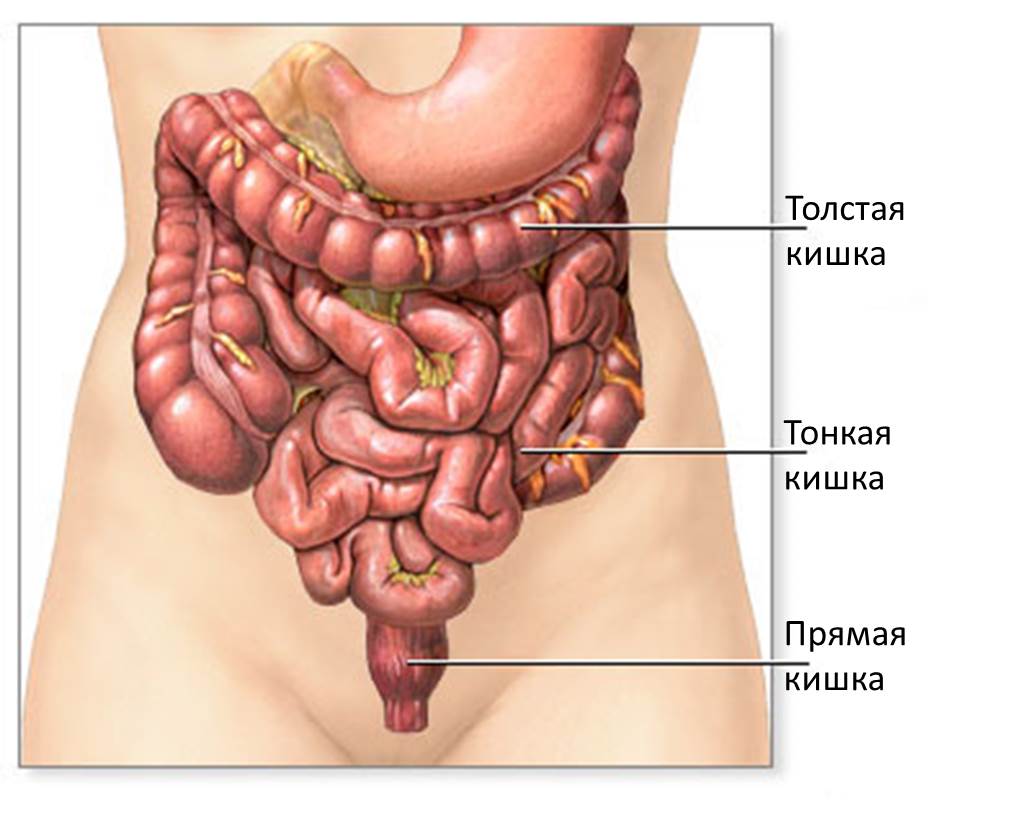 Прямая кишка
