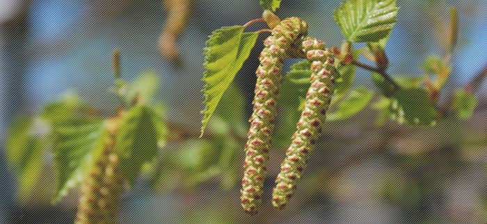 сережки