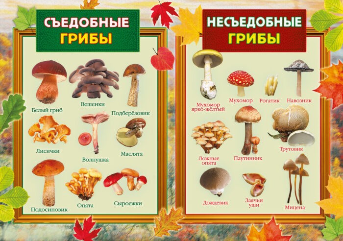 съедобные и несъедобные грибы